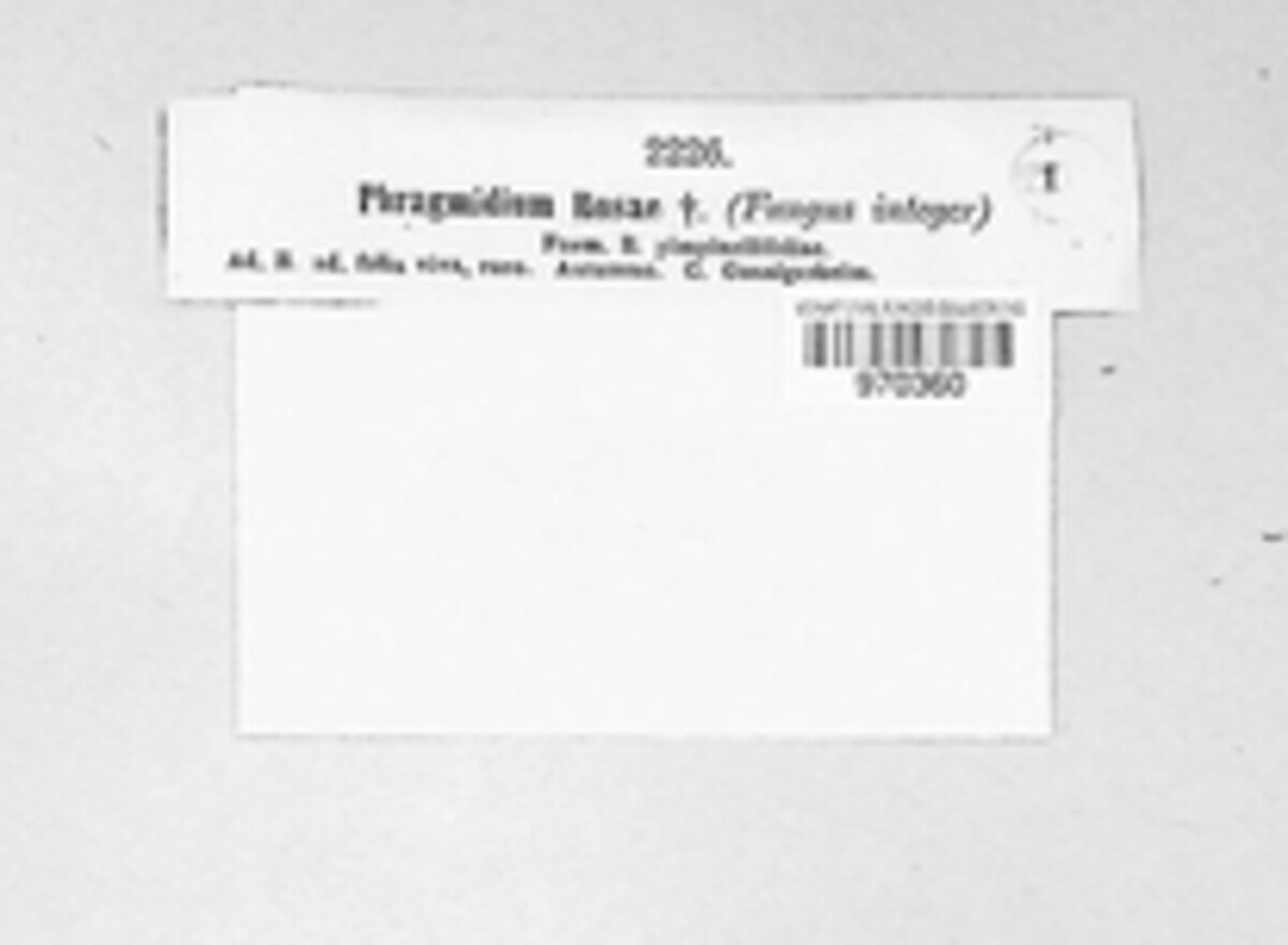 Phragmidium kamtschatkae image